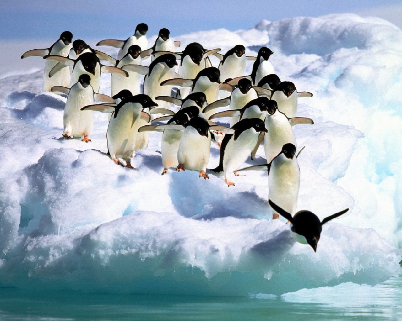 Screenshot №1 pro téma Penguins On An Iceberg 1280x1024
