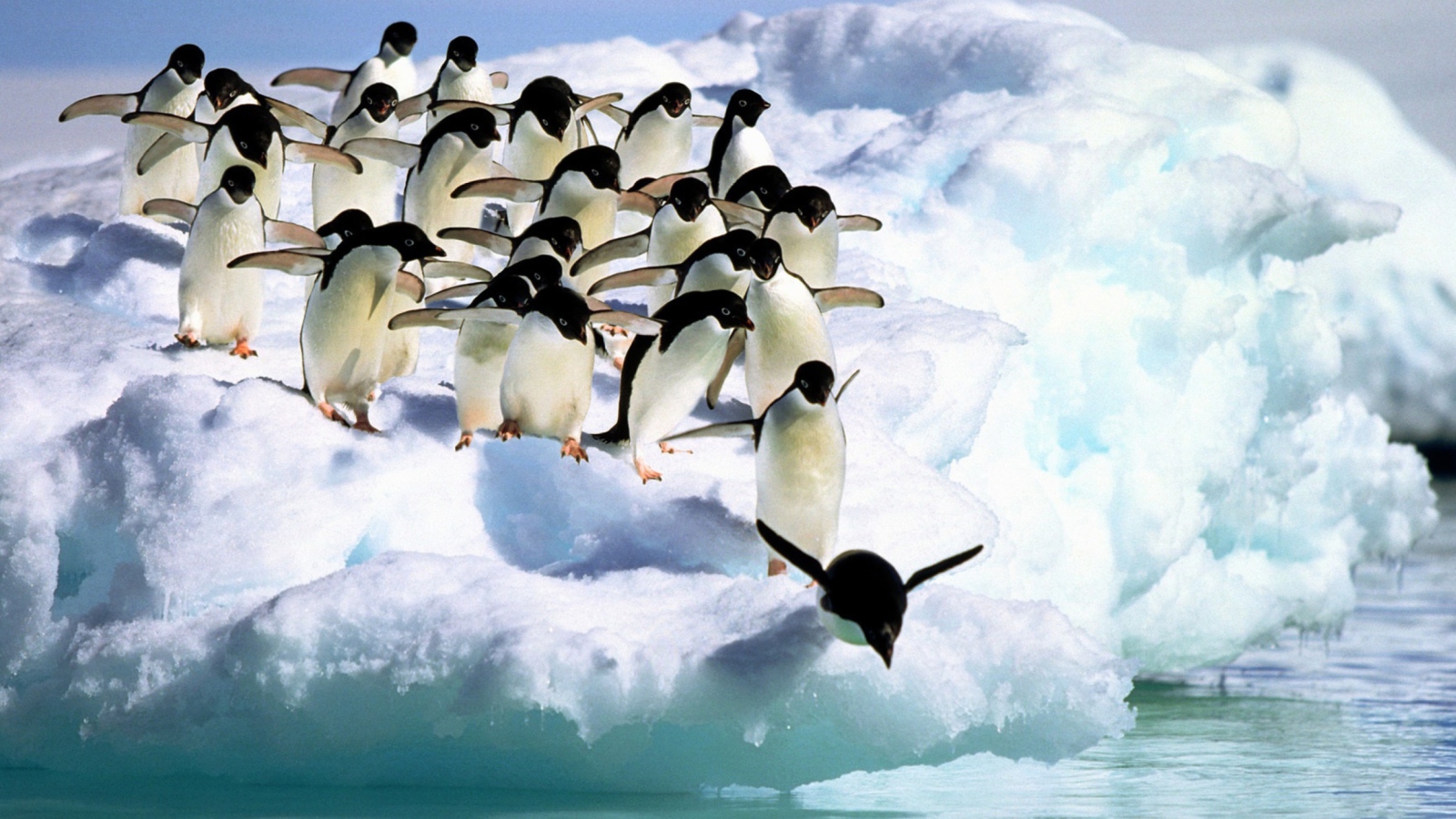 Fondo de pantalla Penguins On An Iceberg 1600x900