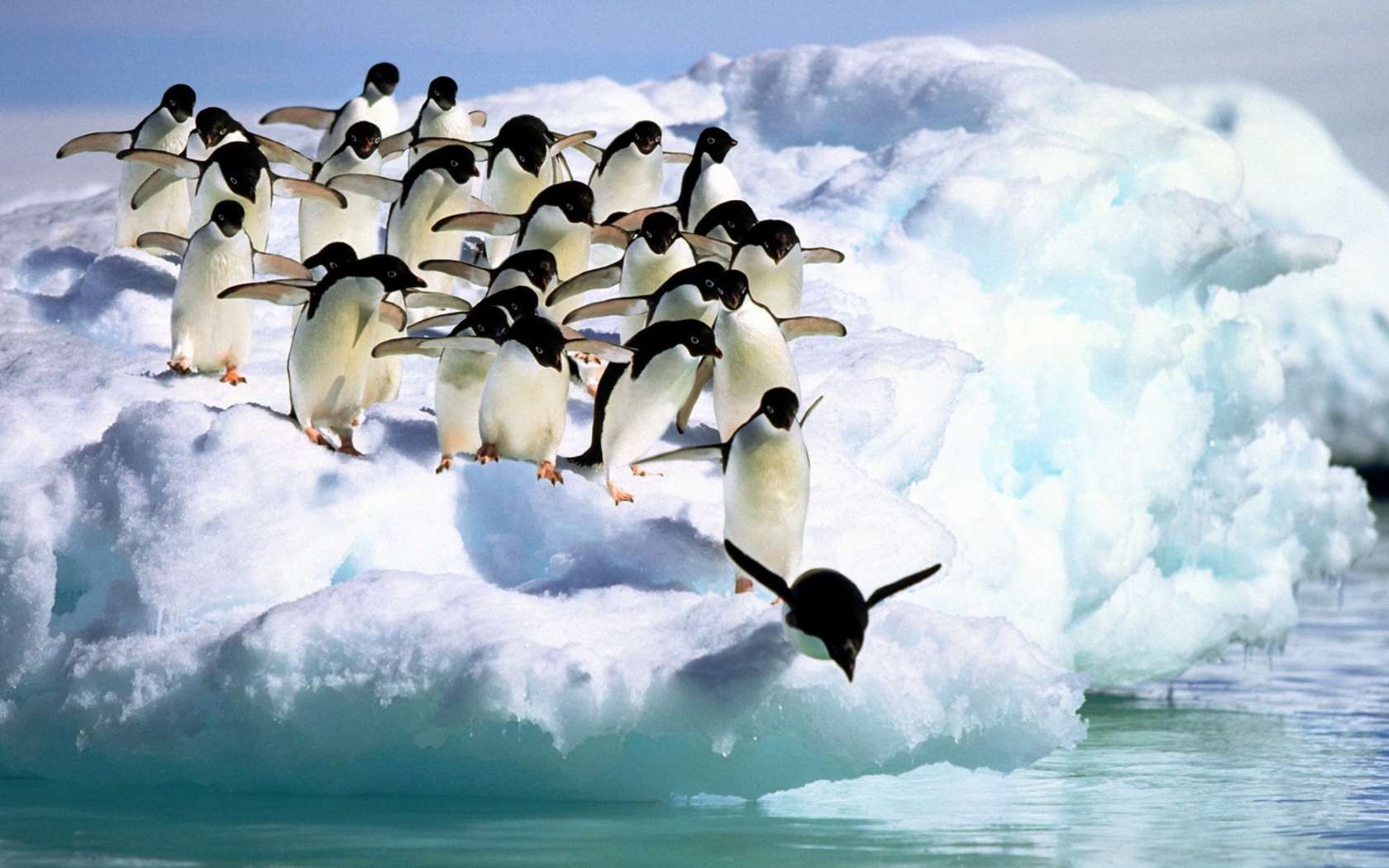 Sfondi Penguins On An Iceberg 1680x1050