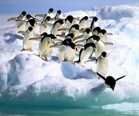 Fondo de pantalla Penguins On An Iceberg 480x400