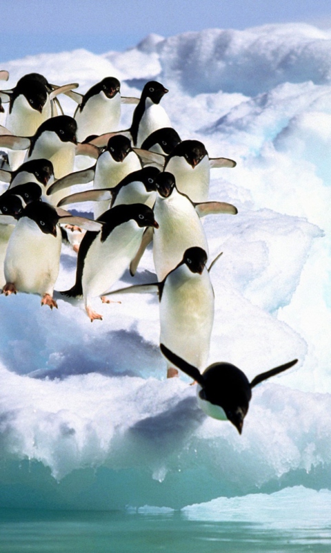 Screenshot №1 pro téma Penguins On An Iceberg 480x800