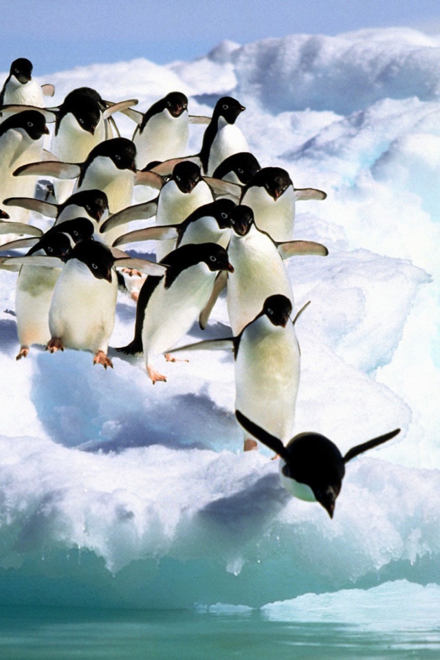 Das Penguins On An Iceberg Wallpaper 640x960