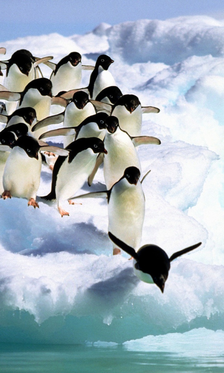 Das Penguins On An Iceberg Wallpaper 768x1280