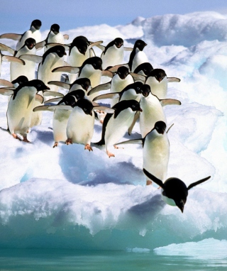 Penguins On An Iceberg - Obrázkek zdarma pro 240x320