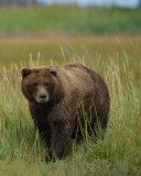 Grizzly Bear screenshot #1 128x160