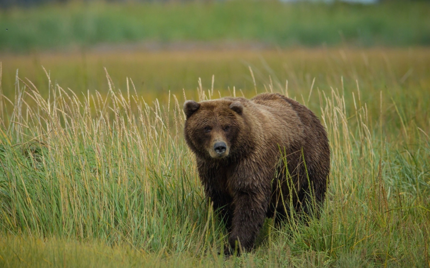 Обои Grizzly Bear 1440x900