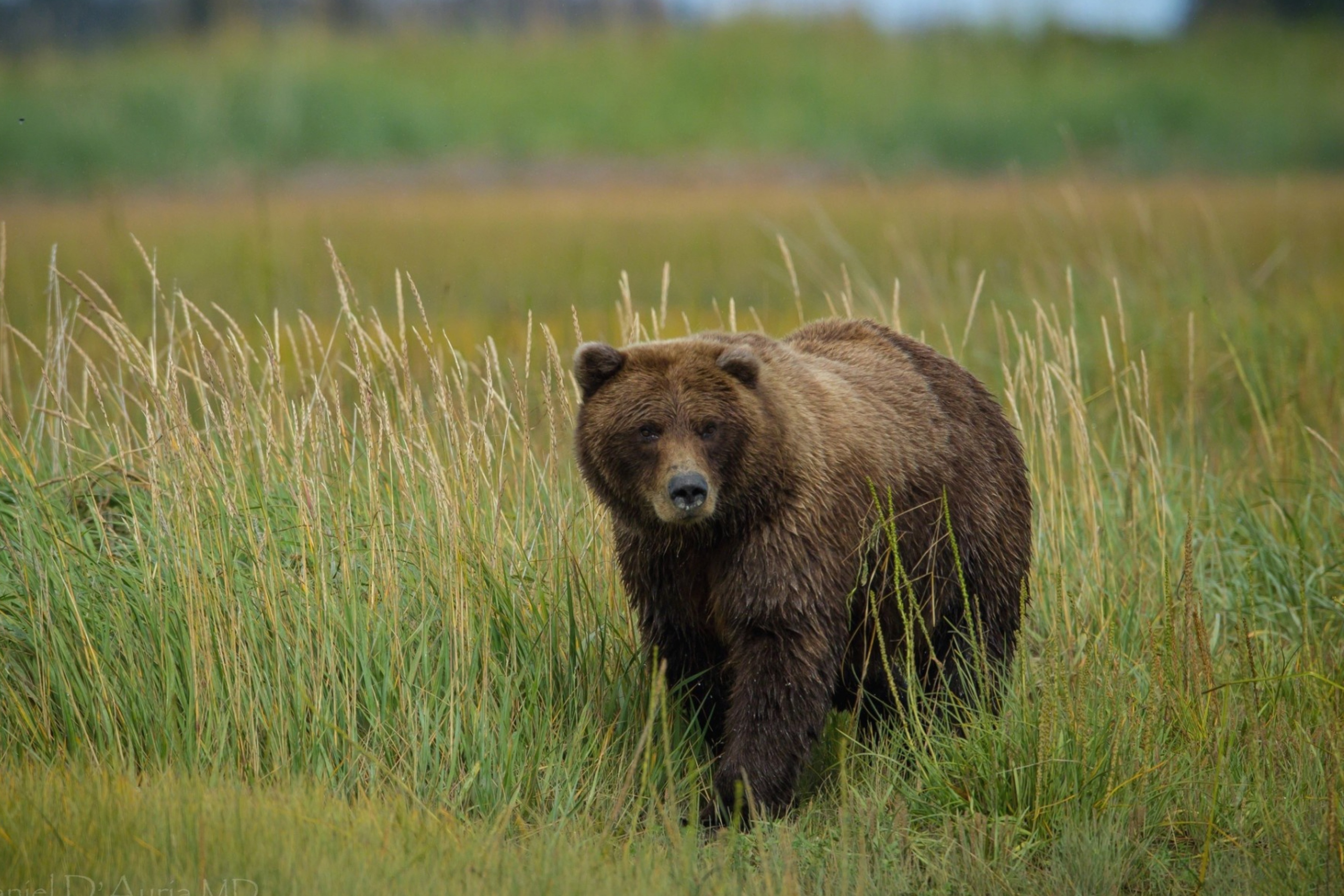 Screenshot №1 pro téma Grizzly Bear 2880x1920