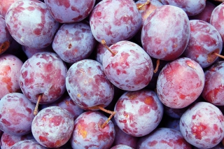 Free Plums Picture for Android, iPhone and iPad