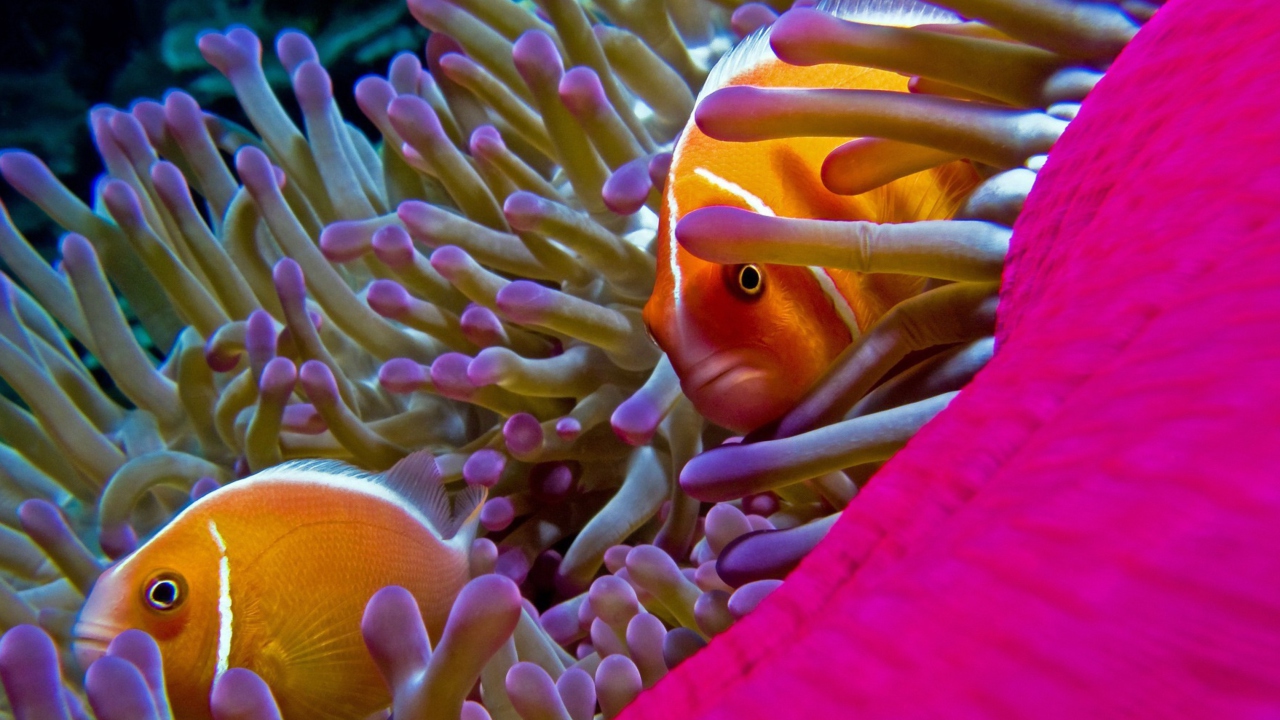 Screenshot №1 pro téma Orange Clownfish - In Florida 1280x720