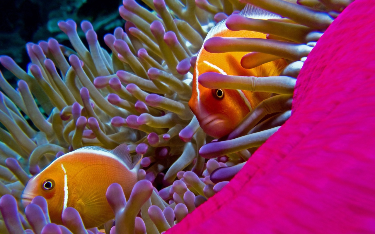 Orange Clownfish - In Florida wallpaper 1280x800