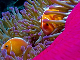 Sfondi Orange Clownfish - In Florida 320x240