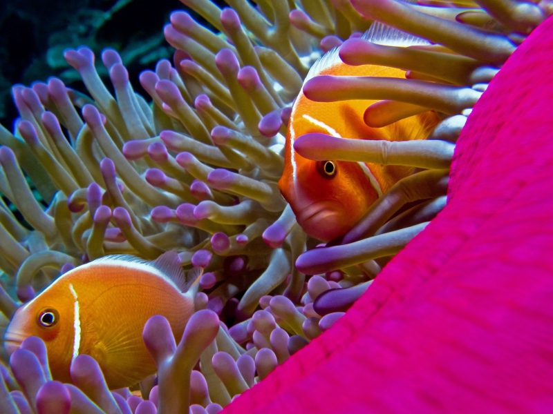 Screenshot №1 pro téma Orange Clownfish - In Florida 800x600