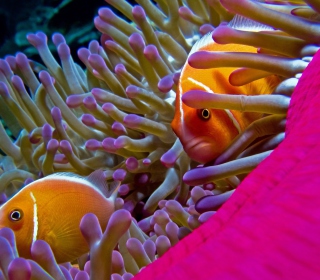 Orange Clownfish - In Florida sfondi gratuiti per iPad