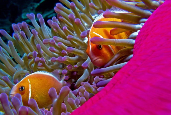 Orange Clownfish - In Florida wallpaper