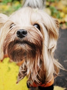 Обои Yorkshire Terrier 132x176