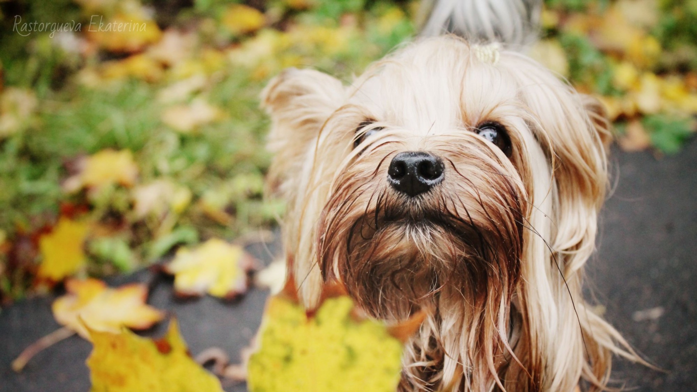 Обои Yorkshire Terrier 1366x768