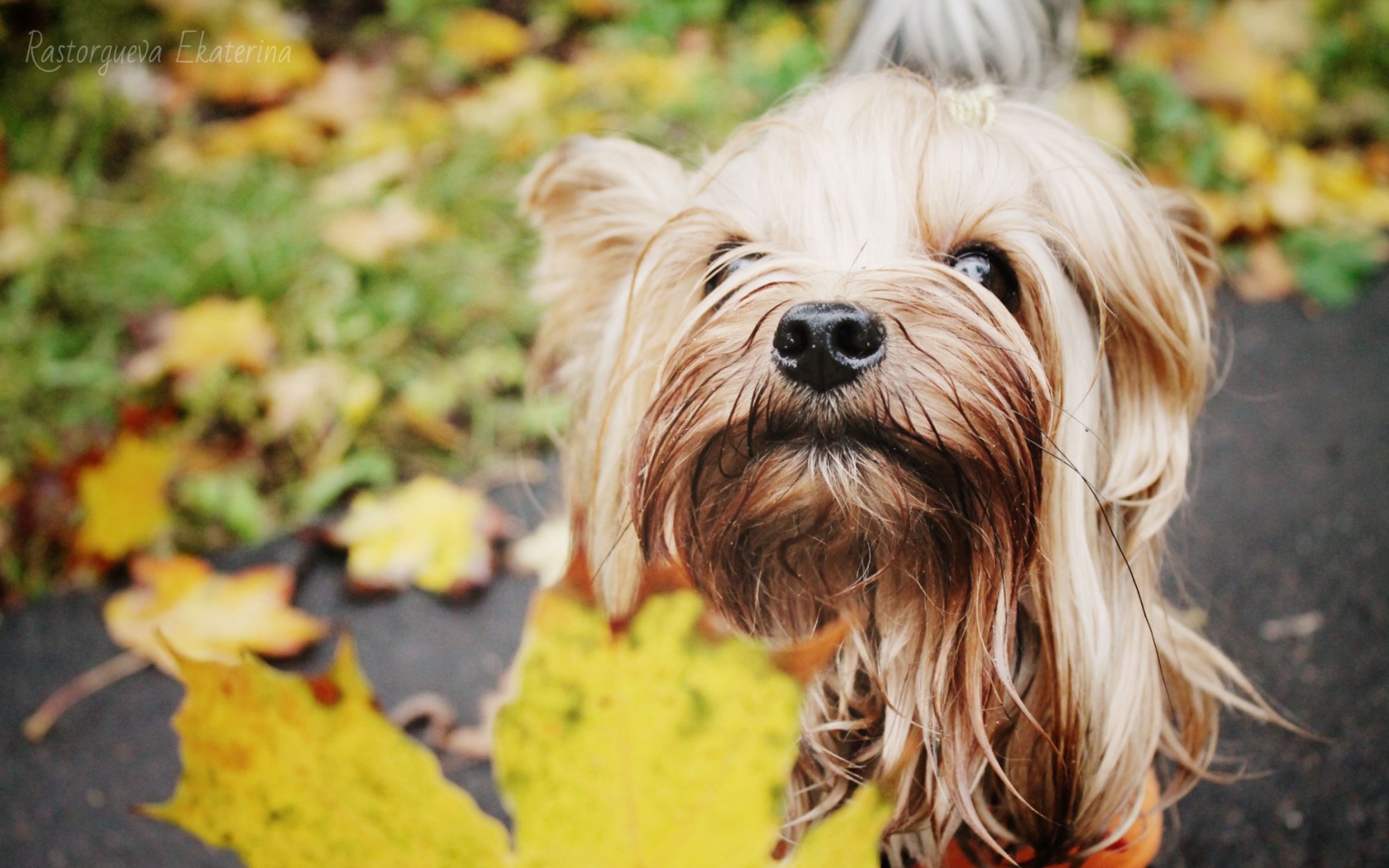 Yorkshire Terrier wallpaper 1680x1050