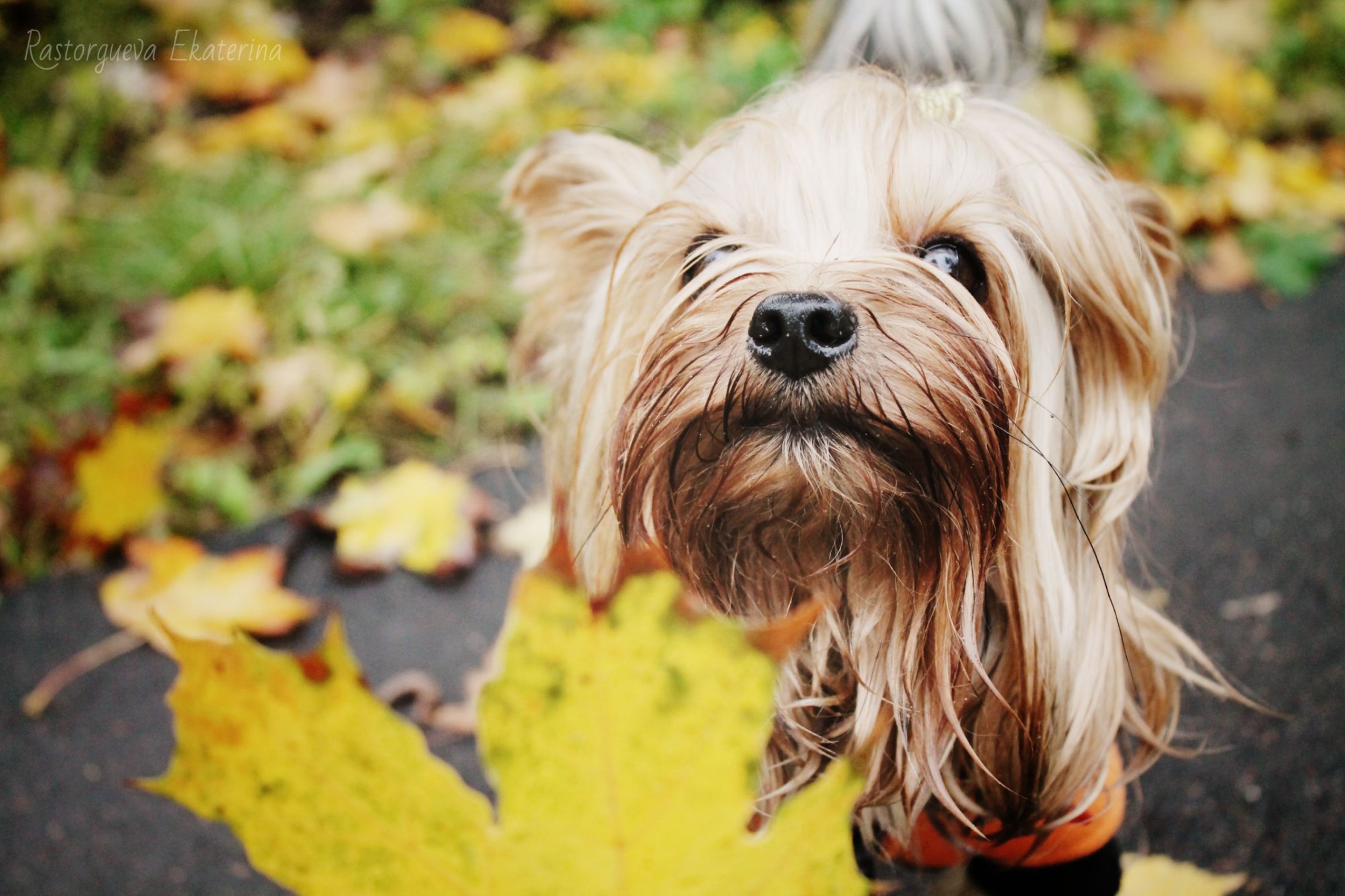 Fondo de pantalla Yorkshire Terrier 2880x1920