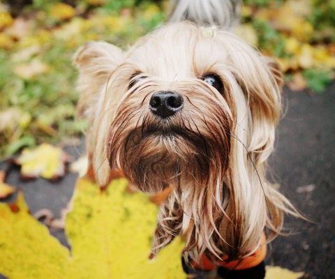 Das Yorkshire Terrier Wallpaper 480x400