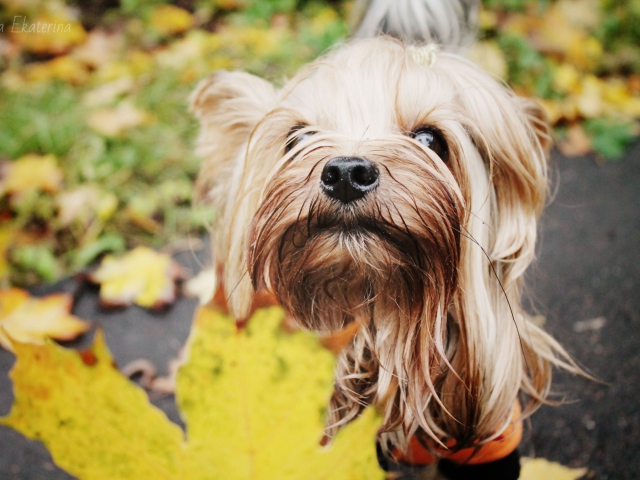 Das Yorkshire Terrier Wallpaper 640x480