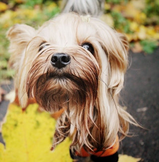 Yorkshire Terrier - Obrázkek zdarma pro iPad