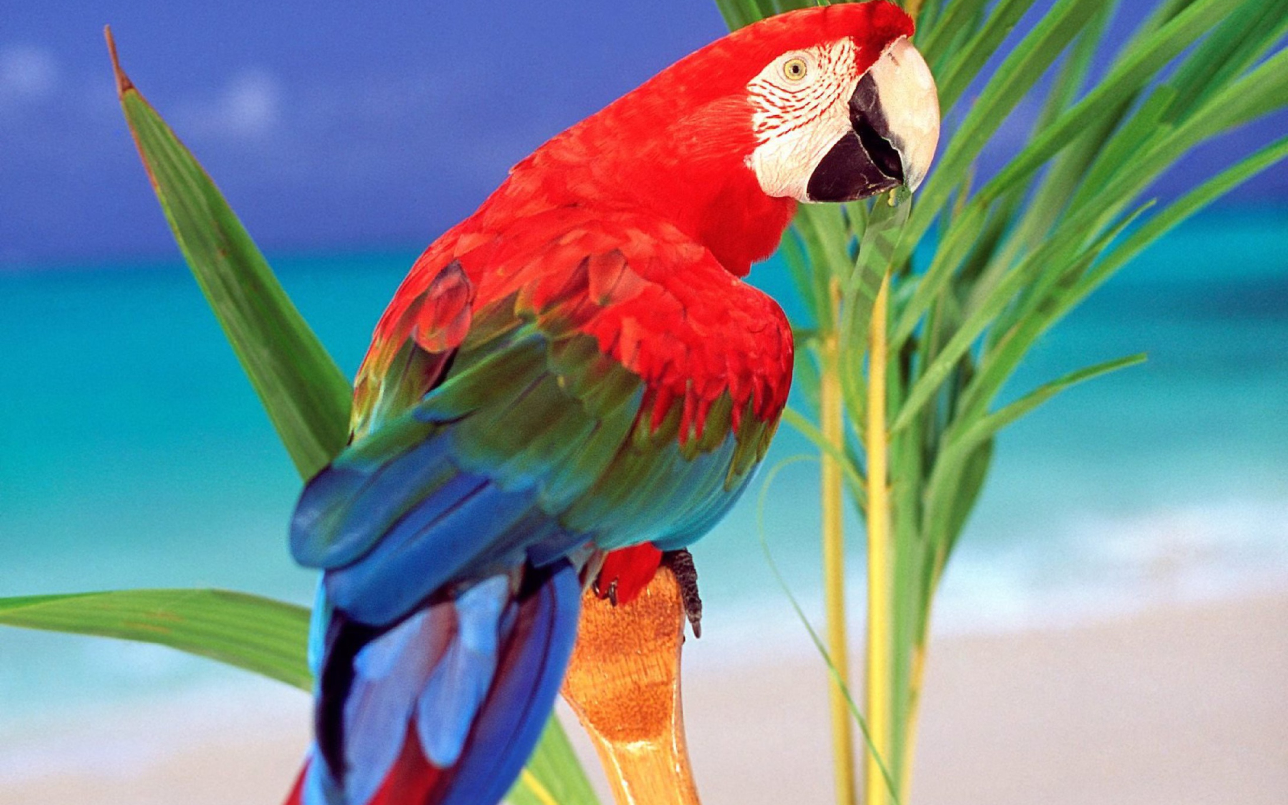 Screenshot №1 pro téma Colorful Parrot 2560x1600