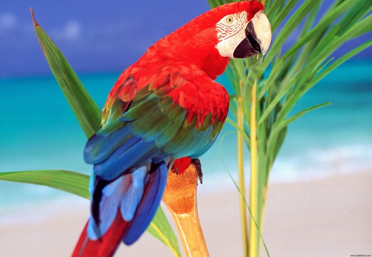 Обои Colorful Parrot