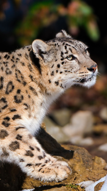 Sfondi Snow Leopard 360x640