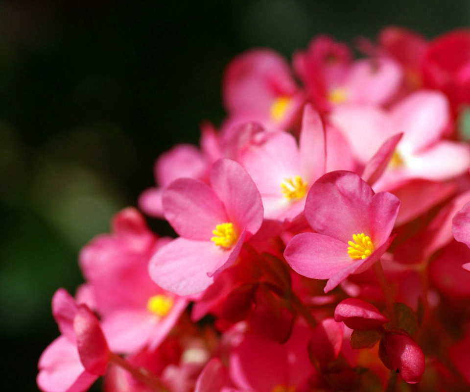 Screenshot №1 pro téma Spring Macro Flowers 960x800