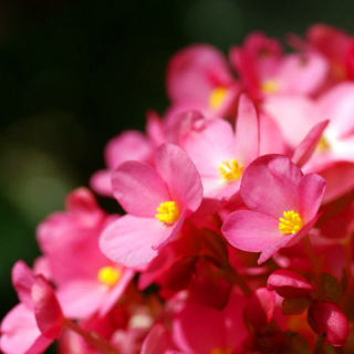 Spring Macro Flowers sfondi gratuiti per 208x208