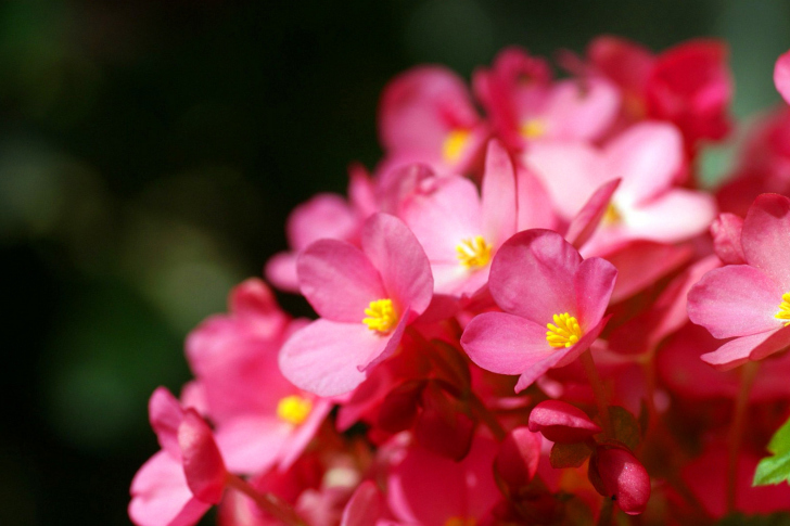 Spring Macro Flowers screenshot #1