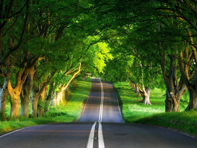 Canopy Of Trees wallpaper 640x480