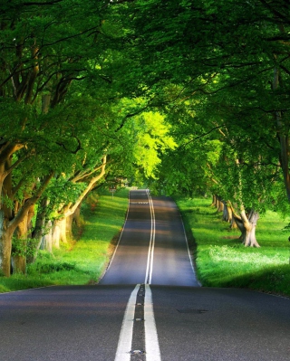 Canopy Of Trees - Obrázkek zdarma pro 640x960