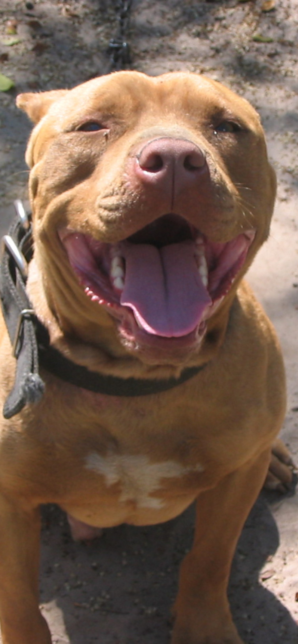 Fondo de pantalla American Pit Bull Terrier 1170x2532