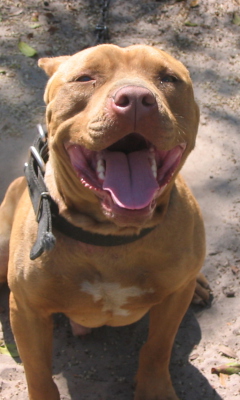 Fondo de pantalla American Pit Bull Terrier 240x400