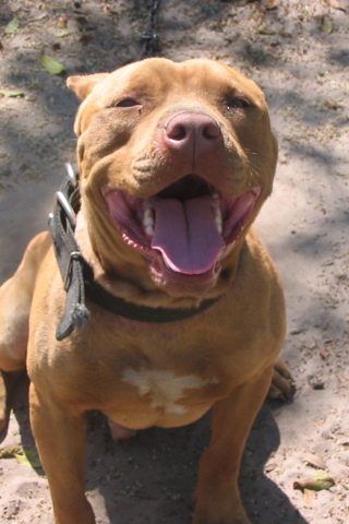 Fondo de pantalla American Pit Bull Terrier 320x480