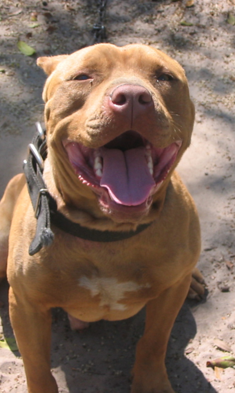 American Pit Bull Terrier screenshot #1 480x800