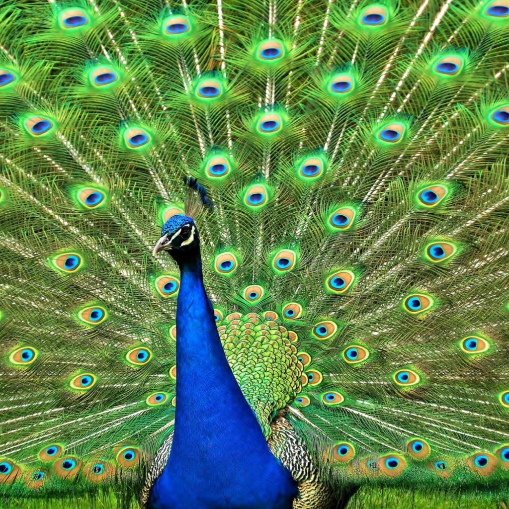 Обои Peacock Tail Feathers 1024x1024