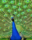 Peacock Tail Feathers wallpaper 128x160