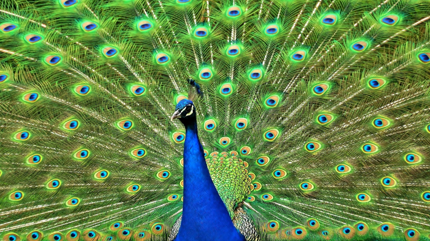 Обои Peacock Tail Feathers 1366x768