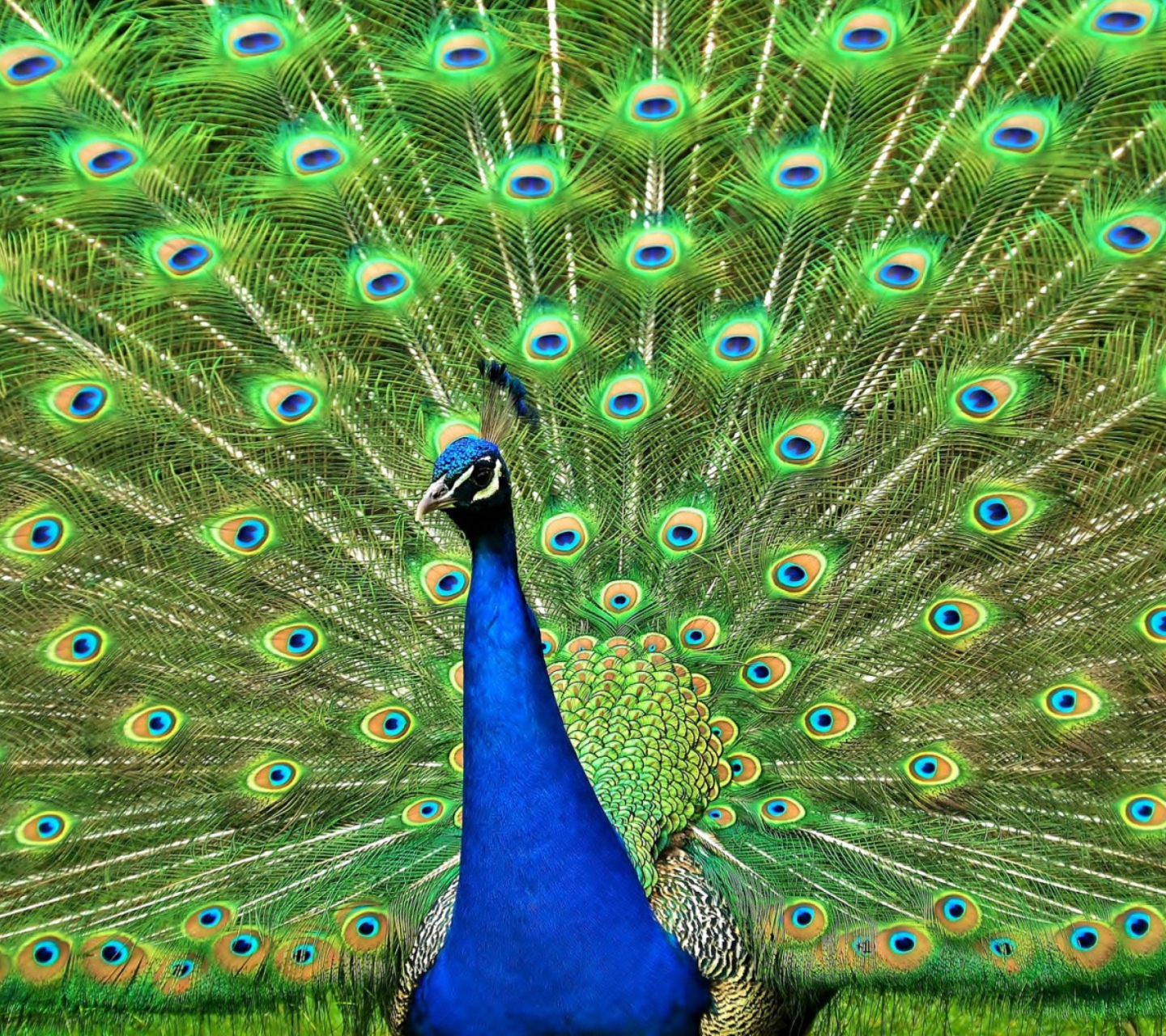 Fondo de pantalla Peacock Tail Feathers 1440x1280