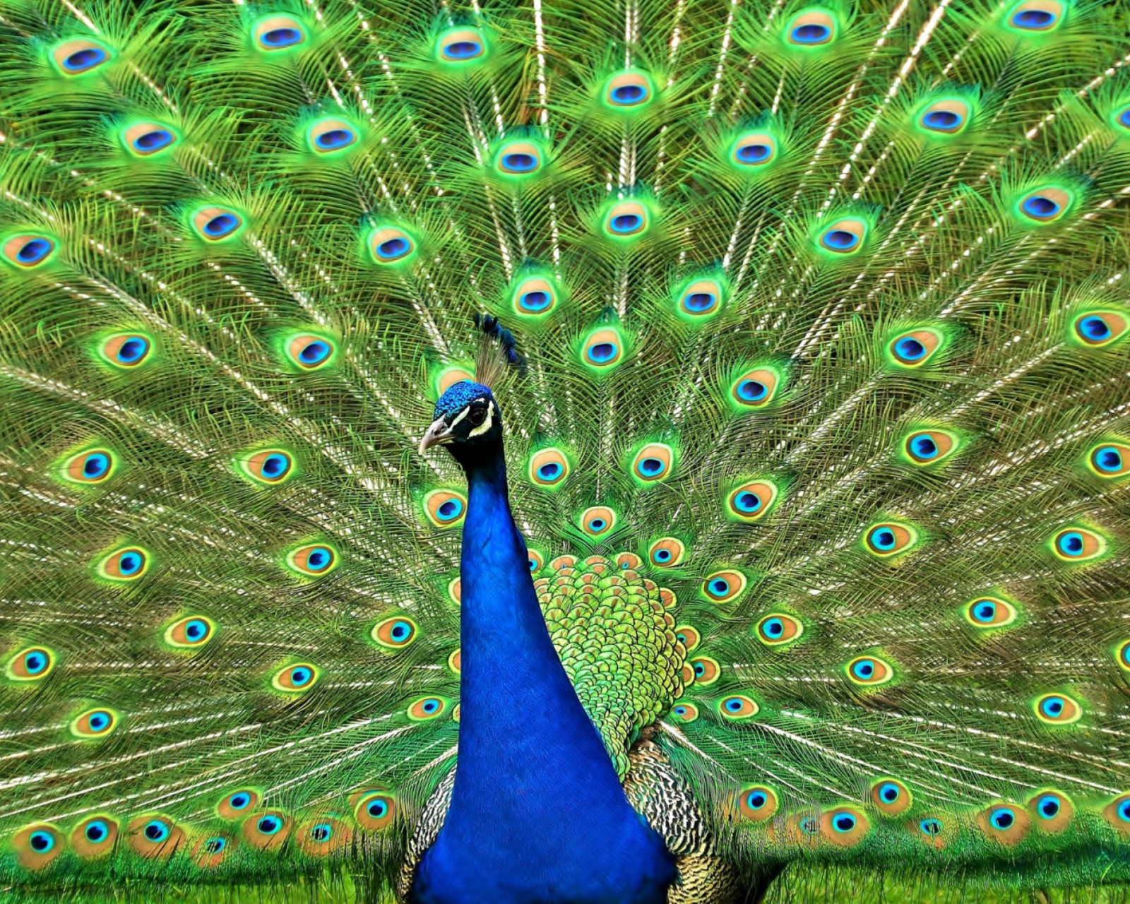 Обои Peacock Tail Feathers 1600x1280