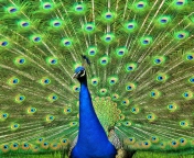 Das Peacock Tail Feathers Wallpaper 176x144