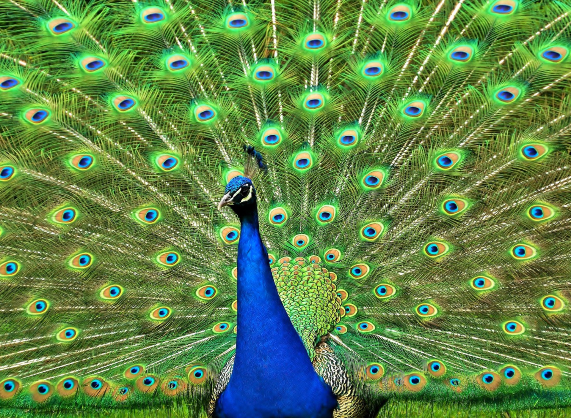 Sfondi Peacock Tail Feathers 1920x1408