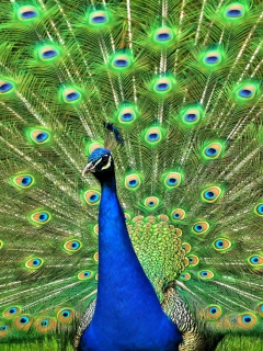 Fondo de pantalla Peacock Tail Feathers 240x320