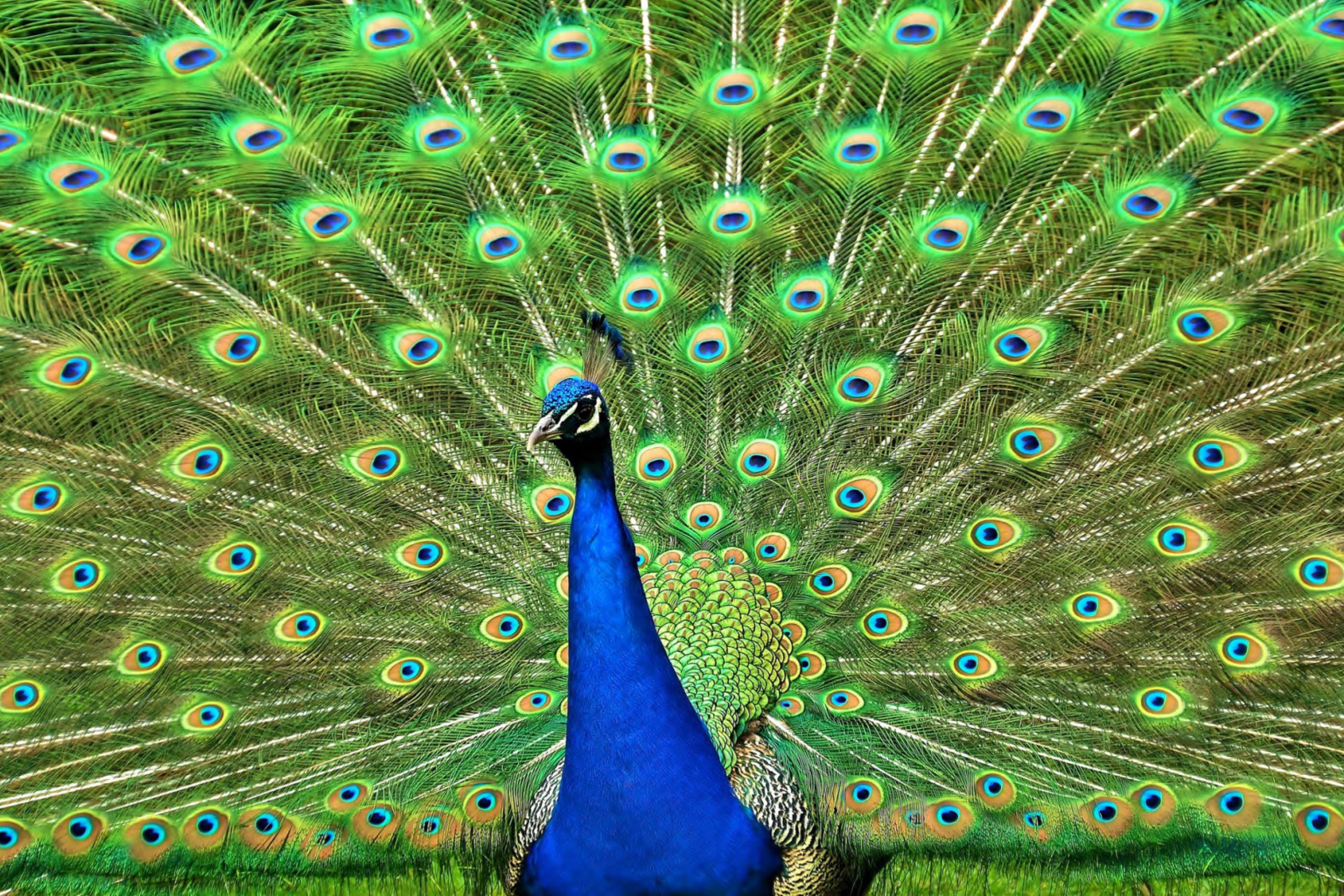 Обои Peacock Tail Feathers 2880x1920