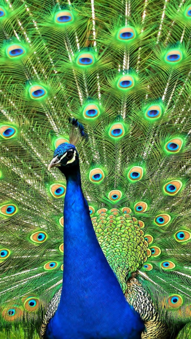 Обои Peacock Tail Feathers 640x1136