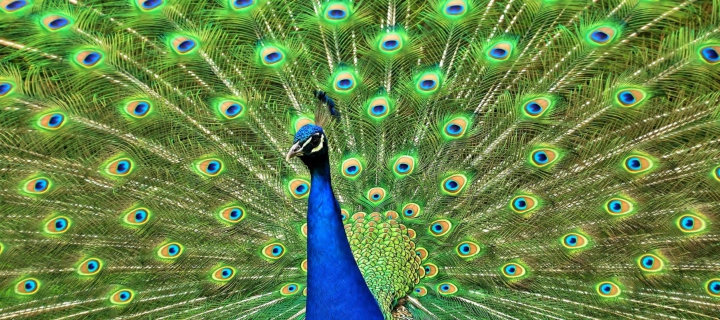 Screenshot №1 pro téma Peacock Tail Feathers 720x320