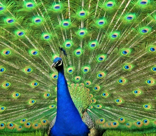 Peacock Tail Feathers sfondi gratuiti per 128x128