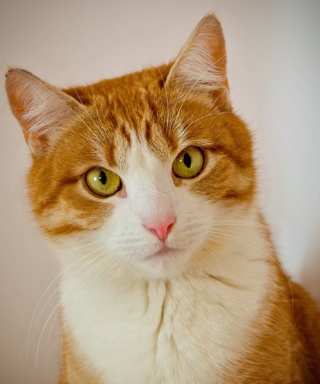Genial Cat - Obrázkek zdarma pro Nokia X3